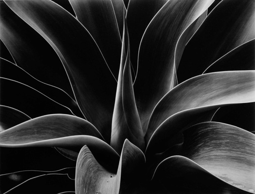 Agave. 20x24